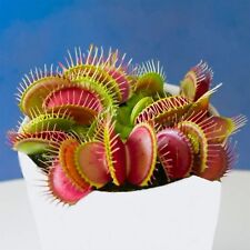Giant Venus Fly Trap, DIONAEA MUSCIPULA, Carnivorous Plant, Fresh Viable Seeds