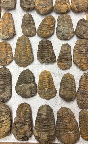 Diacalymene trilobite - 🐚,