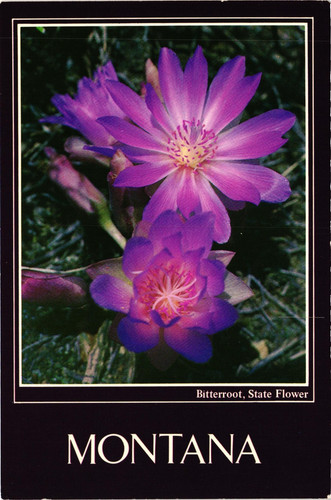 Bitterroot montana state - bitterroot, mt