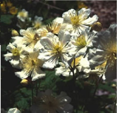 Flower clematis potaninii - -,