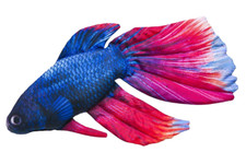 Gaby FishPillow Soft Medium