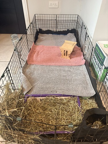 Guinea pig cage - cc,
