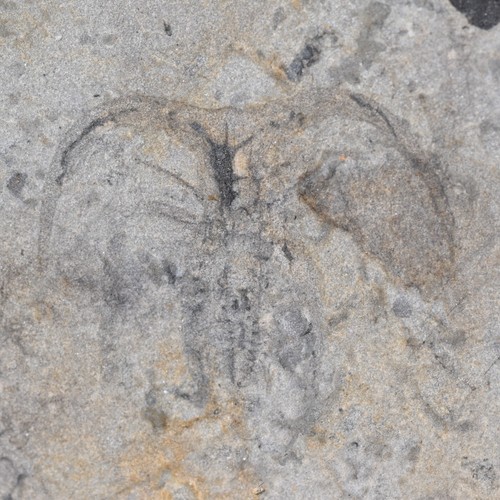 Excellent marrella fossil new - excellent,