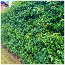 10 Portuguese Laurel Hedging Prunus Lusitanica 30-50cm, Evergreen Hedging Plants