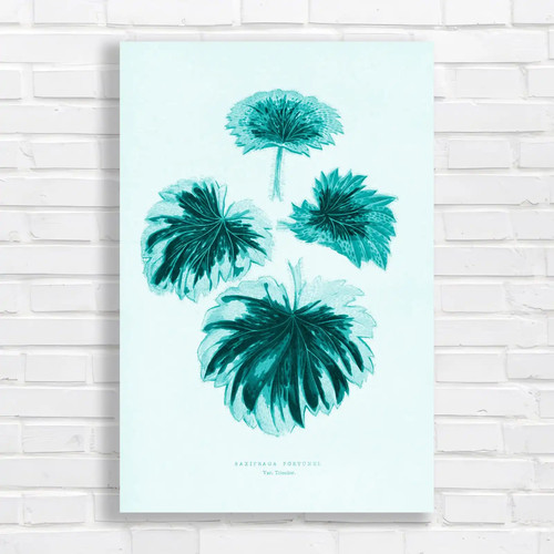 Botanical illustration - botanical,