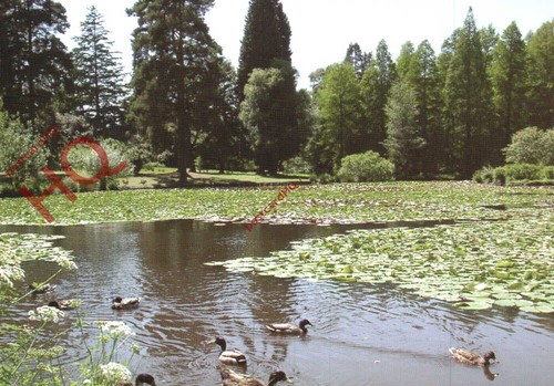 Picture postcard bedgebury - postcard>,
