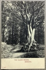 The Glory Woods Dorking Surrey