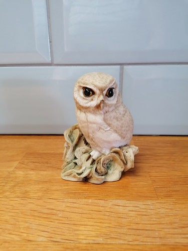 Teviotdale owl