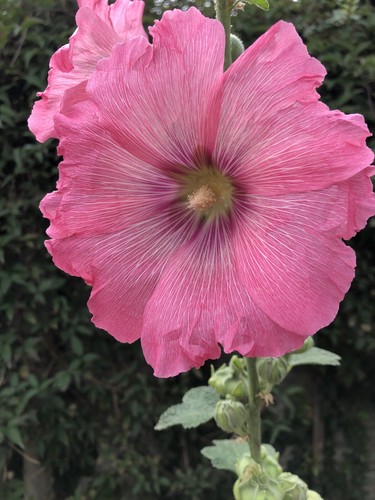 Seeds organic faversham - seeds,