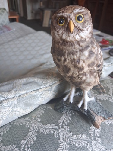 Royal osborne hand painted - painted, owl