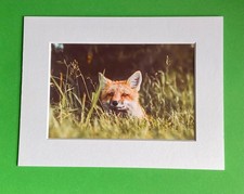 Fox Cub Hiding - Photo Print