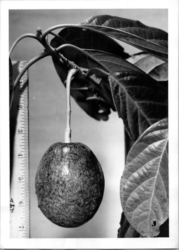 Measuring stem avocado - stem, from