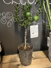Citrus Au Chinotto Fruit Tree