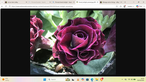 Primula auricula forest - primula,