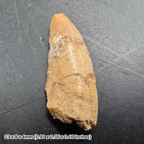 Genuine raptor dinosaur tooth