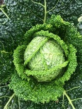Savoy Cabbage Plug Plants