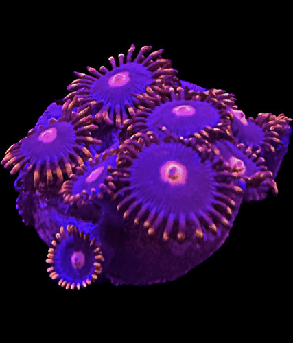 Live coral zoa clementine - zoa,