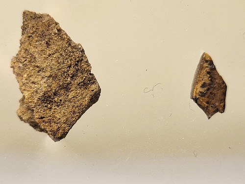 Real rex tooth and - t-rex,