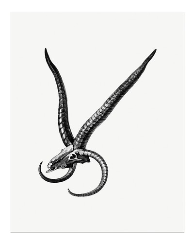 Skull mythical creature - skull,