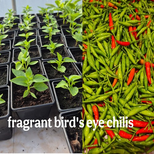 80cm thai birds - 8, pot)