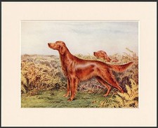 IRISH SETTER DOGS IN BRACKEN