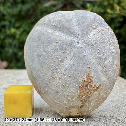 Micraster nodopyge fossil - nodopyge,