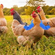  Chicken Arms to Put on