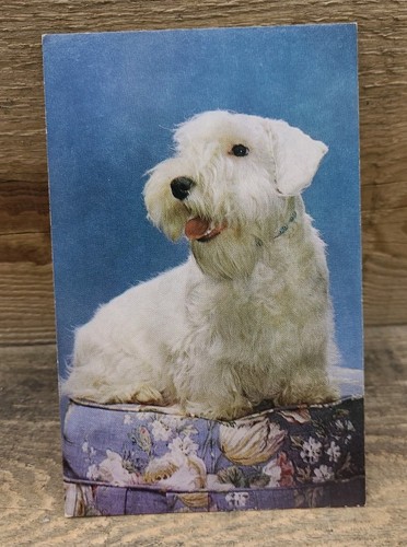 Old postcard sealyham terrier - postcard:,