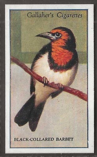 Gallaher zoo tropical - gallaher-zoo, birds