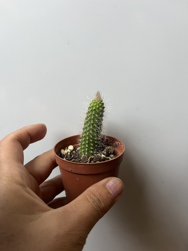 Monkey tail hildewinteria - monkey,