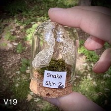 Snake Skin In A Glass Dome 