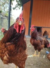 6+ Purebred Rhode Island Red