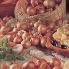 Onion Sets -Shallot Red Sun- Ready to Plant Now- Easy way to grow Onions