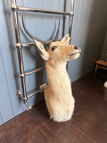 Taxidermy heads antelope - 2,