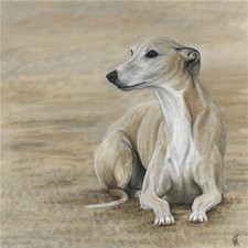 Beach Belle Whippet Greyhound
