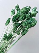 Dried flowers Phalaris Rich