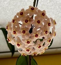 Hoya Carnosa (wax flower)