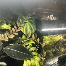 x3 Solanum Evolvulifolium