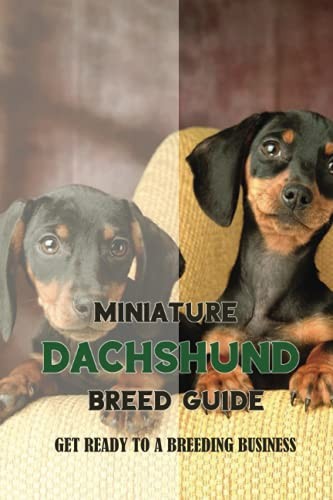Miniature dachshund breed - miniature,