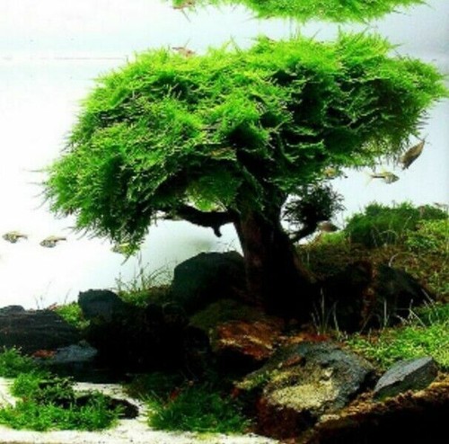 20g christmas moss - christmas,