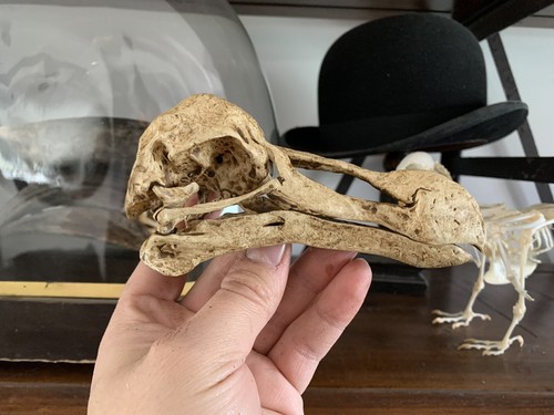 Dodo skull raphus cucullatus - dodo,