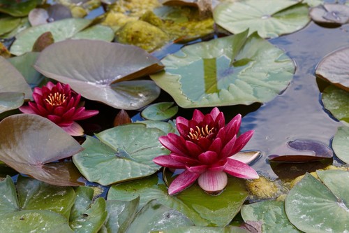 Nymphaea perry almost - 'perry's,