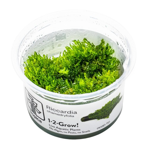Tropica foreground live - foreground,