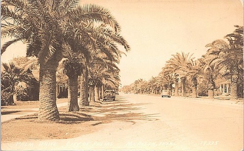 Rppc mcallen scene palm - rppc,