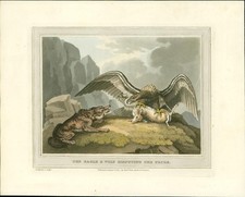 1814 FIELD SPORTS 1st Edition Antique Aquatint 'EAGLE WOLF DISPUTING PRIZE' (40)