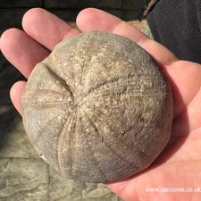 Clypeus ploti – British