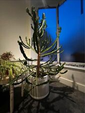 Cactus With pot-Collection Only