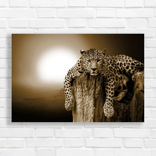 Stunning leopard resting - resting, on