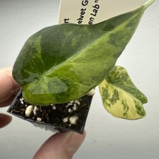 Alocasia black velvet Gold Aurea - Very rare variegated aroid plant ref 11BVG03