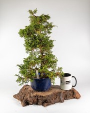 Itoigawa Juniper Bonsai Material | Large Pre-Bonsai Tree for Styling – Juniperus